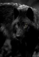 /album/wolven/download-5-jpg/